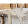 Image 6 : Set Of 190 3/8" Texas Whitetail Shed Antlers