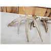 Image 7 : Set Of 190 3/8" Texas Whitetail Shed Antlers