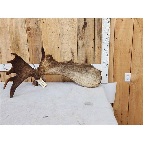 BIG 17.6 Lbs Self Standing Alaskan Moose Shed Antler