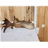 Image 1 : BIG 17.6 Lbs Self Standing Alaskan Moose Shed Antler