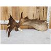 Image 2 : BIG 17.6 Lbs Self Standing Alaskan Moose Shed Antler