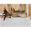 Image 3 : BIG 17.6 Lbs Self Standing Alaskan Moose Shed Antler