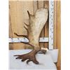 Image 4 : BIG 17.6 Lbs Self Standing Alaskan Moose Shed Antler