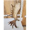 Image 5 : BIG 17.6 Lbs Self Standing Alaskan Moose Shed Antler