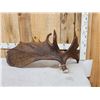 Image 6 : BIG 17.6 Lbs Self Standing Alaskan Moose Shed Antler