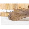 Image 7 : BIG 17.6 Lbs Self Standing Alaskan Moose Shed Antler