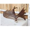 Image 8 : BIG 17.6 Lbs Self Standing Alaskan Moose Shed Antler