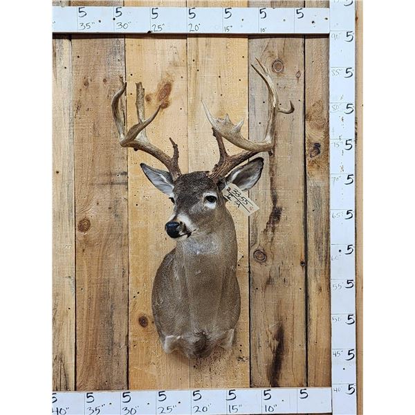 Main Frame 5x5 Whitetail Shoulder Mount Taxidermy