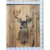 Image 1 : Main Frame 5x5 Whitetail Shoulder Mount Taxidermy