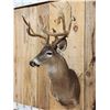Image 2 : Main Frame 5x5 Whitetail Shoulder Mount Taxidermy