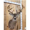 Image 3 : Main Frame 5x5 Whitetail Shoulder Mount Taxidermy