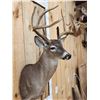 Image 4 : Main Frame 5x5 Whitetail Shoulder Mount Taxidermy