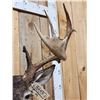 Image 5 : Main Frame 5x5 Whitetail Shoulder Mount Taxidermy
