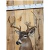 Image 6 : Main Frame 5x5 Whitetail Shoulder Mount Taxidermy