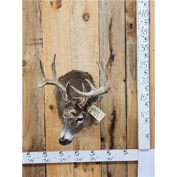4x5 Whitetail Shoulder Mount Taxidermy