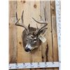 Image 2 : 4x5 Whitetail Shoulder Mount Taxidermy