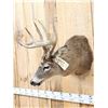 Image 3 : 4x5 Whitetail Shoulder Mount Taxidermy