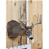 Image 4 : 4x5 Whitetail Shoulder Mount Taxidermy