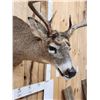 Image 5 : 4x5 Whitetail Shoulder Mount Taxidermy