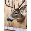 Image 6 : 4x5 Whitetail Shoulder Mount Taxidermy