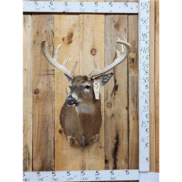 Cool Nontypical Whitetail Shoulder Mount Taxidermy