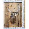 Image 1 : Cool Nontypical Whitetail Shoulder Mount Taxidermy