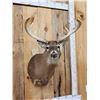 Image 2 : Cool Nontypical Whitetail Shoulder Mount Taxidermy
