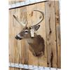 Image 3 : Cool Nontypical Whitetail Shoulder Mount Taxidermy