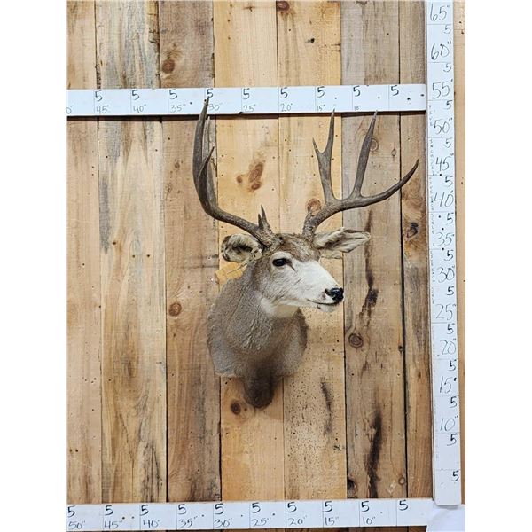 5x5 Mule Deer Shoulder Mount Taxidermy
