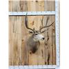 Image 1 : 5x5 Mule Deer Shoulder Mount Taxidermy