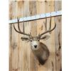 Image 2 : 5x5 Mule Deer Shoulder Mount Taxidermy