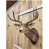 Image 3 : 5x5 Mule Deer Shoulder Mount Taxidermy