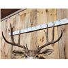 Image 4 : 5x5 Mule Deer Shoulder Mount Taxidermy