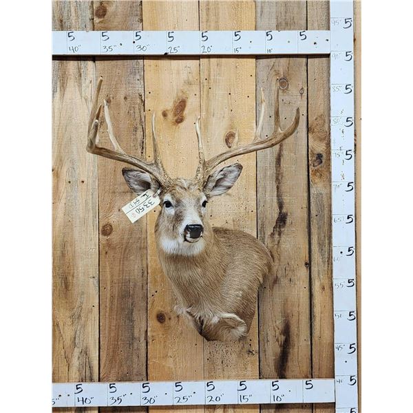 6x6 Whitetail Shoulder Mount Taxidermy