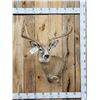 Image 1 : 6x6 Whitetail Shoulder Mount Taxidermy