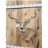 Image 2 : 6x6 Whitetail Shoulder Mount Taxidermy