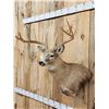 Image 3 : 6x6 Whitetail Shoulder Mount Taxidermy