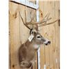 Image 4 : 6x6 Whitetail Shoulder Mount Taxidermy