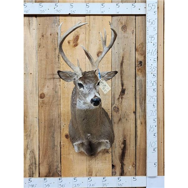 4x5 Nontypical Whitetail Shoulder Mount Taxidermy