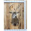 Image 1 : 4x5 Nontypical Whitetail Shoulder Mount Taxidermy