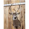 Image 2 : 4x5 Nontypical Whitetail Shoulder Mount Taxidermy
