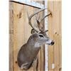 Image 3 : 4x5 Nontypical Whitetail Shoulder Mount Taxidermy