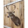 Image 4 : 4x5 Nontypical Whitetail Shoulder Mount Taxidermy
