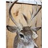 Image 5 : 4x5 Nontypical Whitetail Shoulder Mount Taxidermy