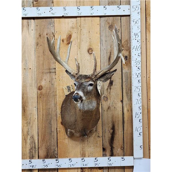 Main Frame 5x5 Whitetail Shoulder Mount Taxidermy