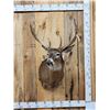Image 1 : Main Frame 5x5 Whitetail Shoulder Mount Taxidermy