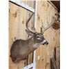 Image 2 : Main Frame 5x5 Whitetail Shoulder Mount Taxidermy