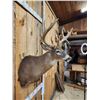 Image 3 : Main Frame 5x5 Whitetail Shoulder Mount Taxidermy