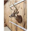 Image 4 : Main Frame 5x5 Whitetail Shoulder Mount Taxidermy