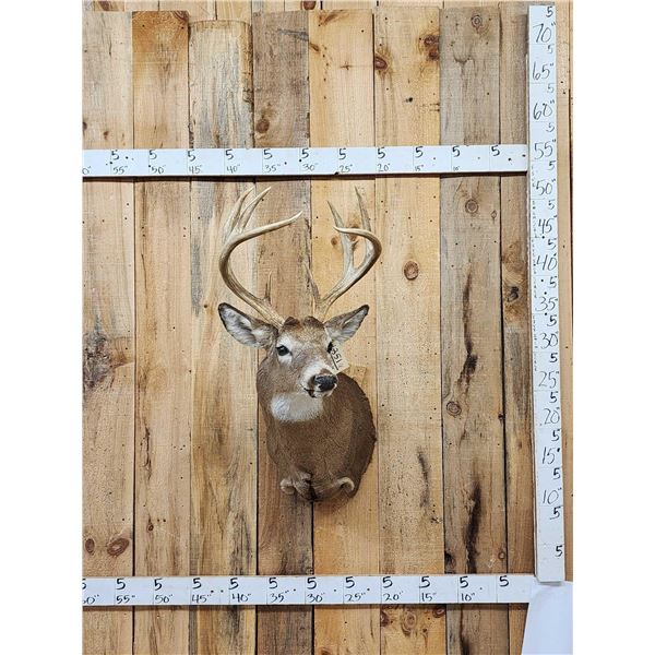 4x4 Whitetail Shoulder Mount Taxidermy
